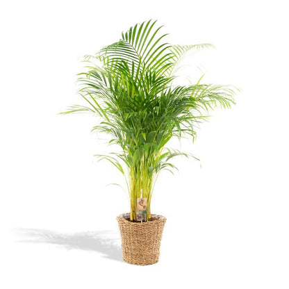 Areca mit Korb - ↕110cm -Ø21cm