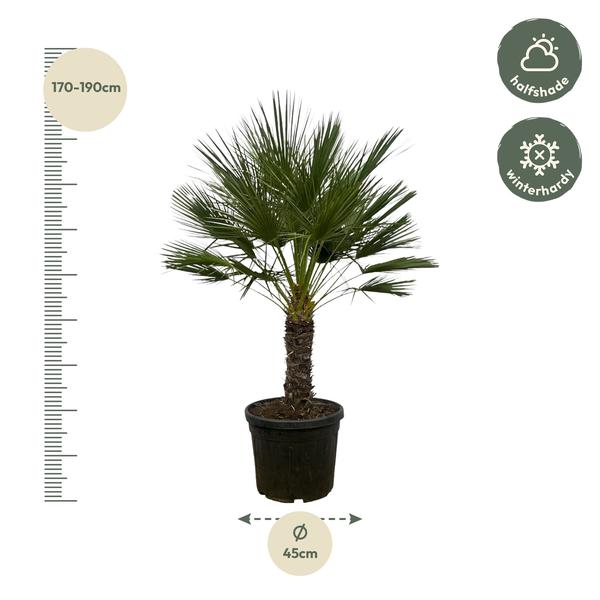 Chamaerops Humilis on stem - 150 cm - Ø45cm