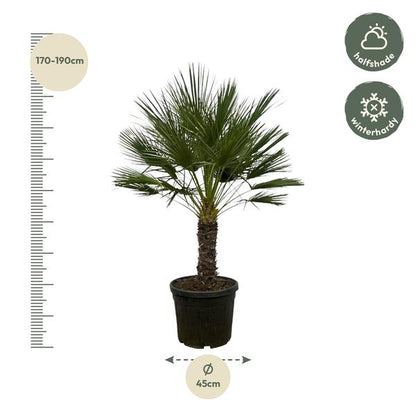 Chamaerops Humilis on stem - 150 cm - Ø45cm