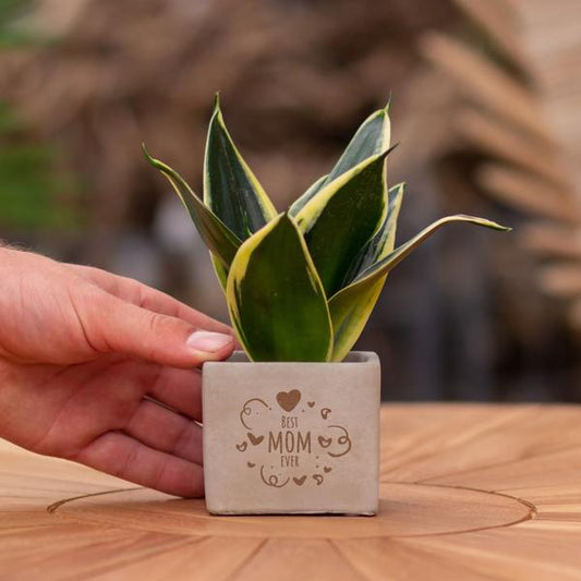 Congreet plantpots + Sansevieria | Best mom ever