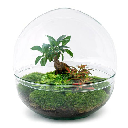 DIY Terrarium - Dome XL - Ficus Ginseng Bonsai - ↕ 30 cm - Harke + Schaufel + Pinzette