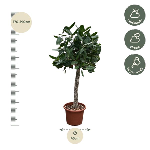 Ficus Benghalensis-Baum - 180 cm - ø45