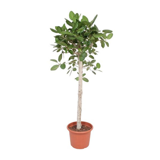 Ficus Benghalensis-Baum - 190 cm - ø40