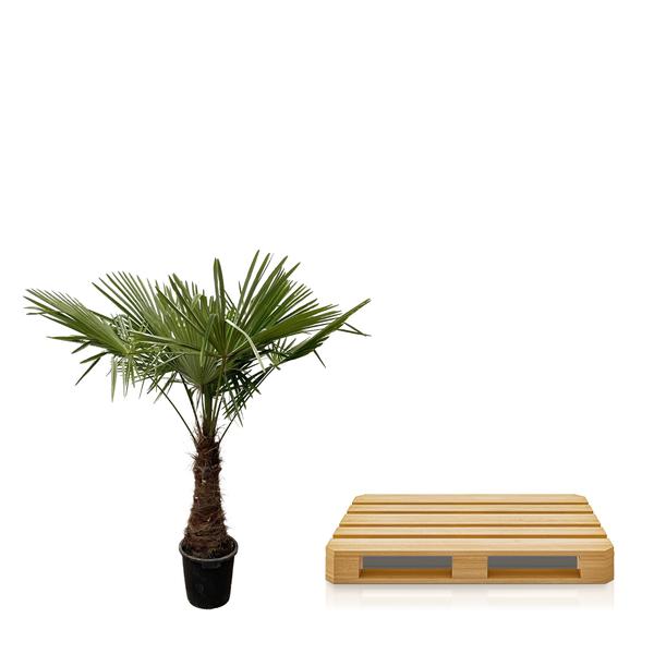 Trachycarpus - 240 cm - Ø45