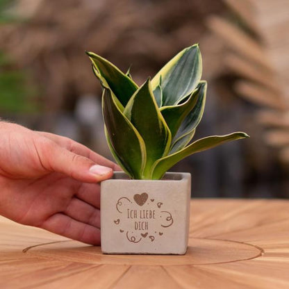 Congreet plantpots + Sansevieria | Ich liebe Dich