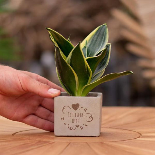 Congreet plantpots + Sansevieria | Ich liebe Dich
