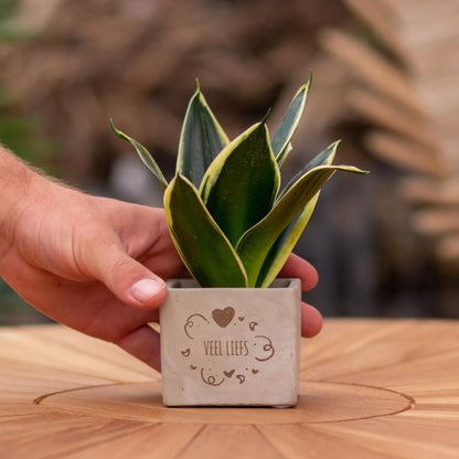 Congreet plantpots + Sansevieria | Veel liefs