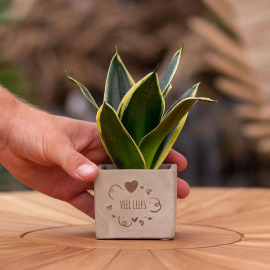 Congreet plantpots + Sansevieria | Veel liefs