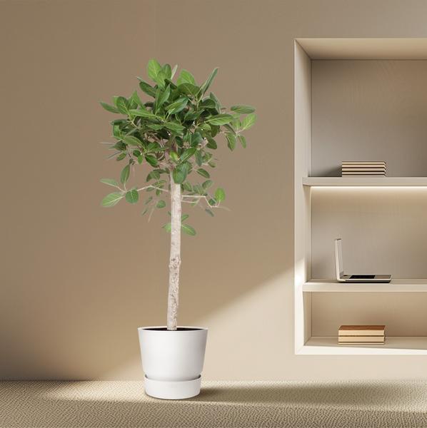 Ficus Benghalensis-Baum - 190 cm - ø40