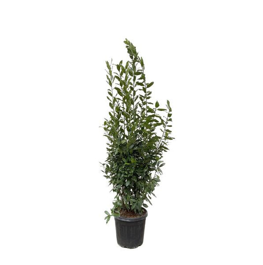 Laurus Nobilis shrub - 210 cm - ø50