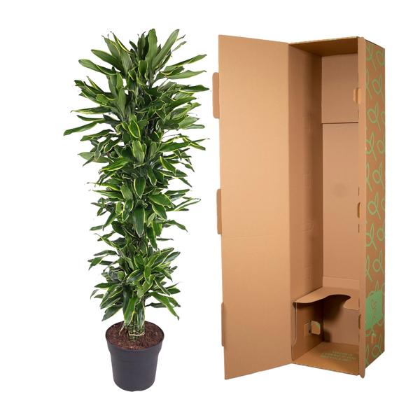 Dracaena Golden Coast branched - 170 cm - ø34