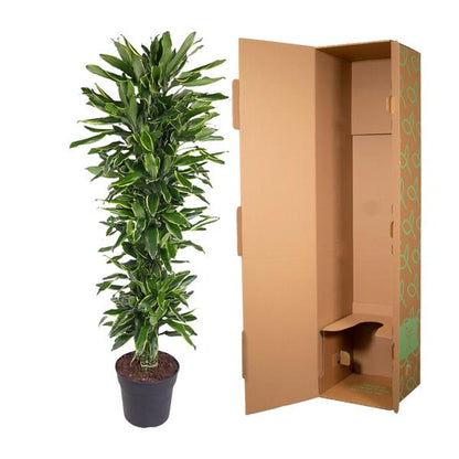 Dracaena Golden Coast branched - 170 cm - ø34