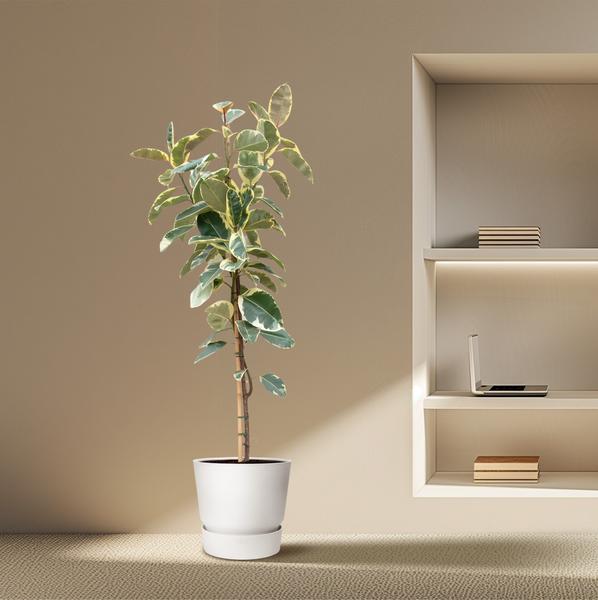 Ficus Tineke On Trunk - 220cm - ø30