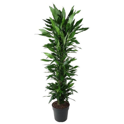 Dracaena Janet Lind branched - 170 cm - ø34