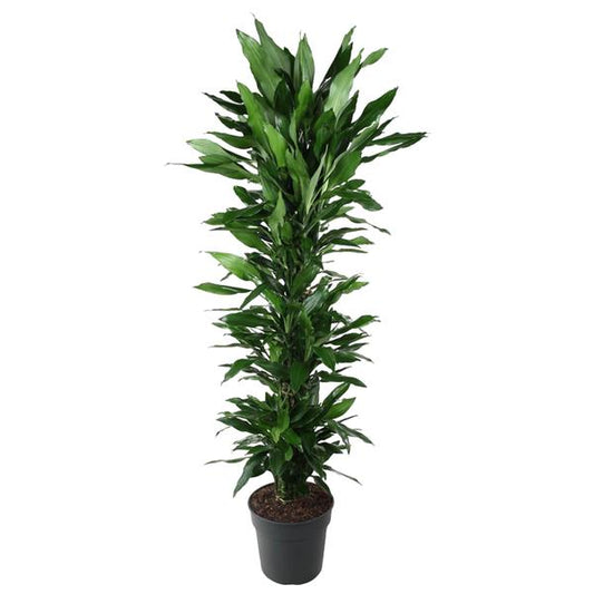Dracaena Janet Lind branched - 170 cm - ø34