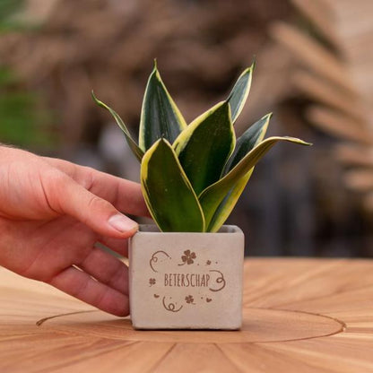 Congreet plantpots + Sansevieria | Beterschap
