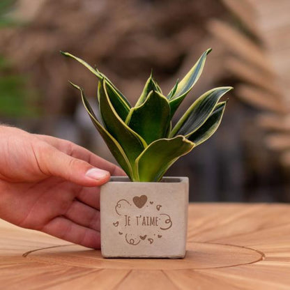 Congreet plantpots + Sansevieria | Je t'aime