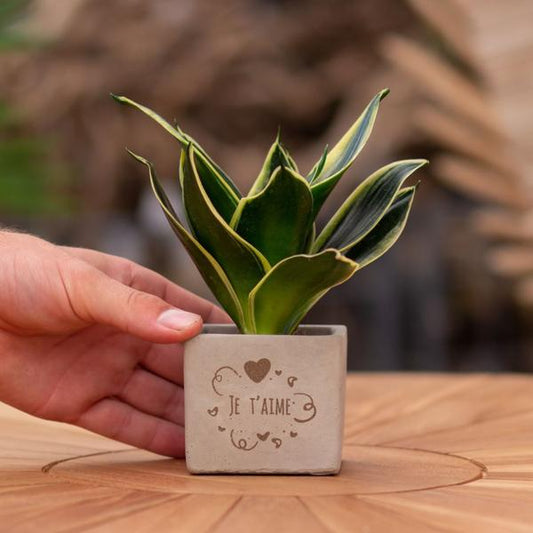 Congreet plantpots + Sansevieria | Je t'aime