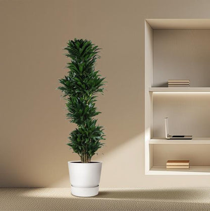 Dracaena Compacta branched - 170 cm - ø34