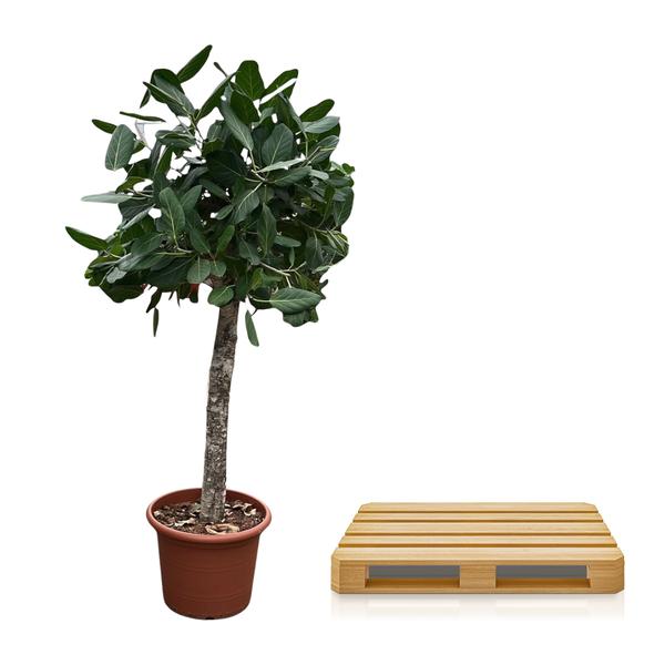 Ficus Benghalensis-Baum - 180 cm - ø45