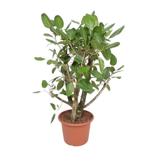 Ficus Benghalensis branched - 140 cm - ø40