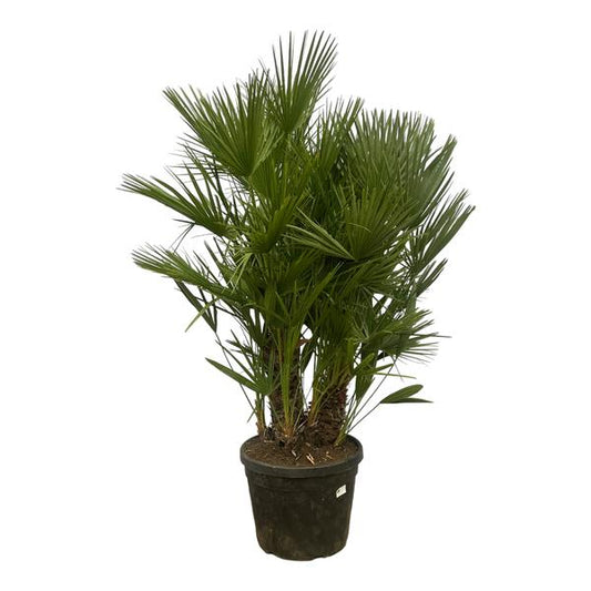 Chamaerops Humilis multi trunk - 180 cm - Ø45cm