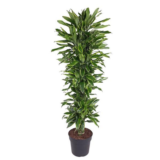 Dracaena Golden Coast branched - 170 cm - ø34