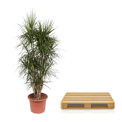 Dracaena Marginata verzweigt - 190 cm - ø35