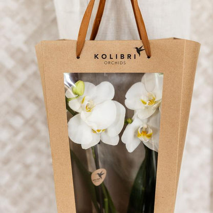 Kolibri Company I Cadeau tasje voor Orchidee met Sierpot 9cm