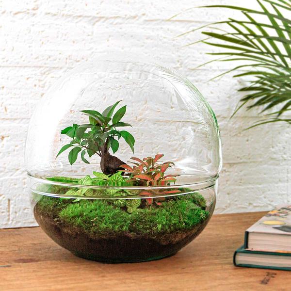 DIY Terrarium - Dome XL - Ficus Ginseng Bonsai - ↕ 30 cm - Harke + Schaufel + Pinzette
