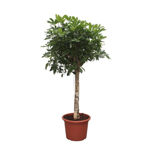 Schefflera Arboricola Compacta tree - 180 cm - ø35