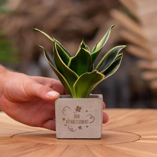 Congreet plantpots + Sansevieria | Bon rétablissement