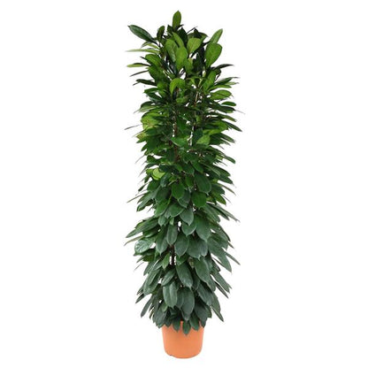 Ficus Cyatistipula column - 200 cm - ø35