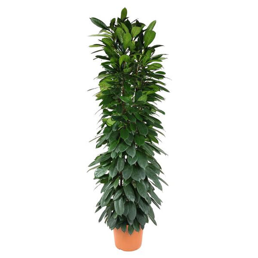 Ficus Cyatistipula column - 200 cm - ø35