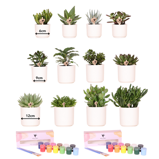 Kolibri Creatives | Verfpakket voor het schilderen van 12 bloempotten + succulenten | voor minimaal 4 personen | Ware kunstenaar