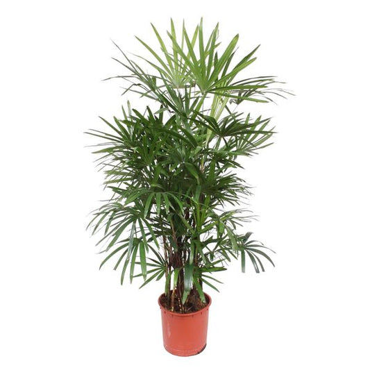 Rhapis Excelsa - 190 cm - ø34