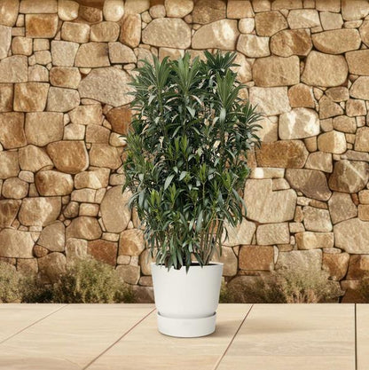 Nerium Oleander shrub - 190cm- Ø55