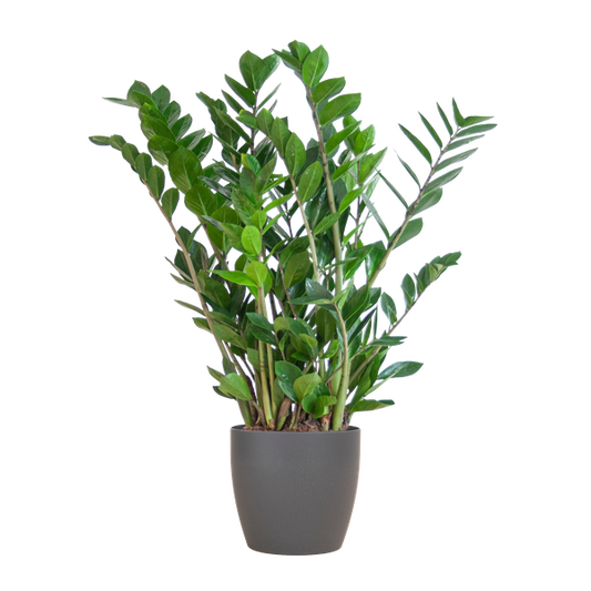 Zamioculcas Zamiifolia with Viber grey - 80cm - Ø21