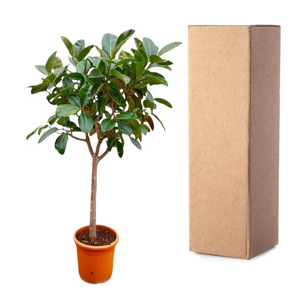 Ficus Elastica Robusta on stem - 210cm - ø40