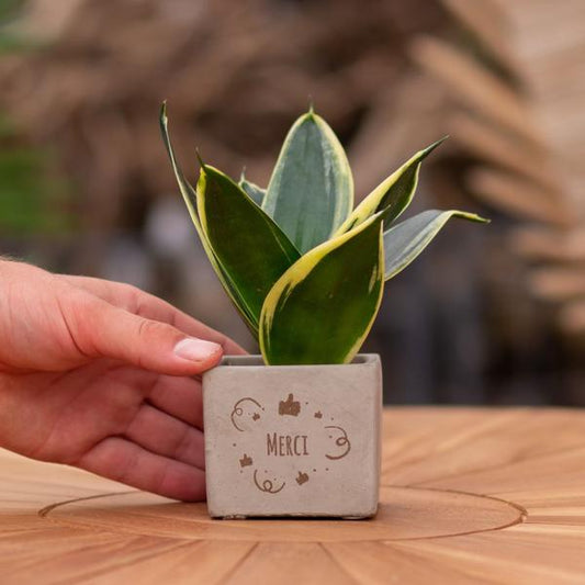 Congreet plantpots + Sansevieria | Merci