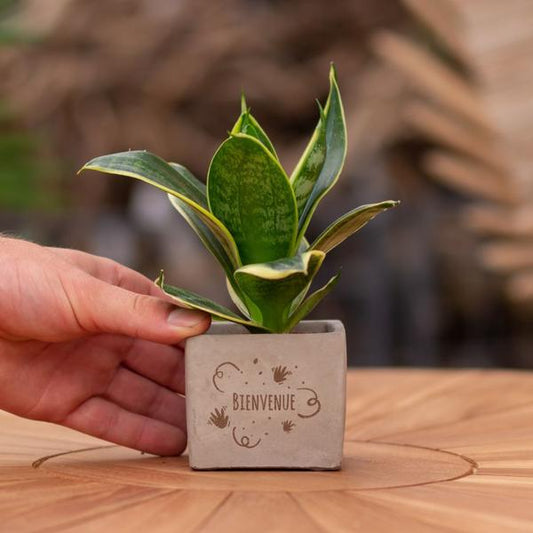 Congreet plantpots + Sansevieria | Bienvenue