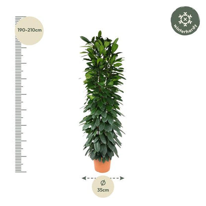 Ficus Cyatistipula column - 200 cm - ø35