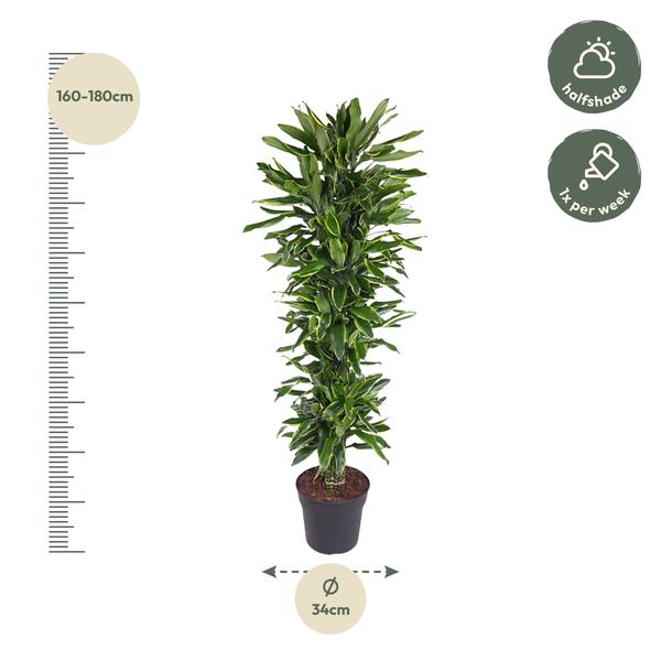 Dracaena Golden Coast branched - 170 cm - ø34