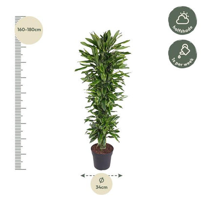 Dracaena Golden Coast branched - 170 cm - ø34