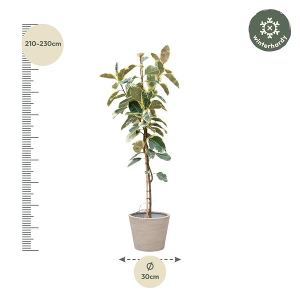 Ficus Tineke On Trunk - 220cm - ø30
