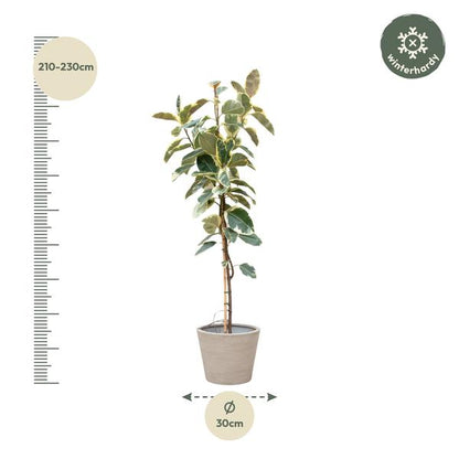 Ficus Tineke On Trunk - 220cm - ø30