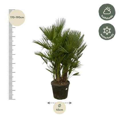 Chamaerops Humilis multi trunk - 180 cm - Ø45cm