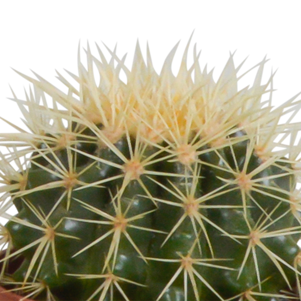 Kaktusmischung 10,5 cm - 3x - im Terrakottatopf