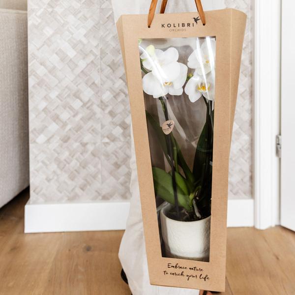 Kolibri Company I Cadeau tasje voor Orchidee met Sierpot 9cm