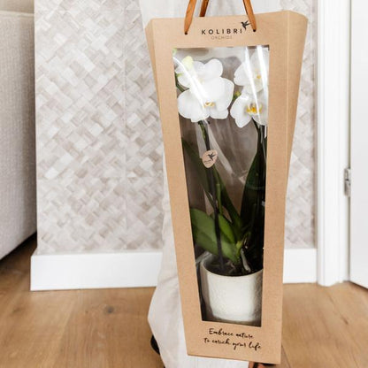 Kolibri Company I Cadeau tasje voor Orchidee met Sierpot 9cm